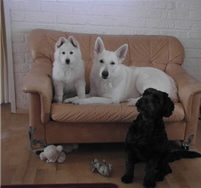 Daily Joy,Stella,Juice